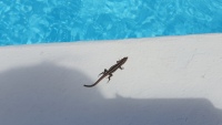 Da ist er auf dem Rand des Pools.